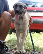 YOMA, Hund, Herdenschutzhund-Mix in Kroatien - Bild 11