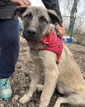 YOMA, Hund, Herdenschutzhund-Mix in Kroatien - Bild 12