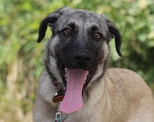 YOMA, Hund, Herdenschutzhund-Mix in Kroatien - Bild 13