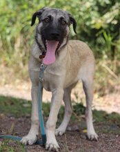 YOMA, Hund, Herdenschutzhund-Mix in Kroatien - Bild 15