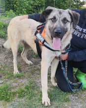 YOMA, Hund, Herdenschutzhund-Mix in Kroatien - Bild 2