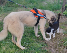 YOMA, Hund, Herdenschutzhund-Mix in Kroatien - Bild 3
