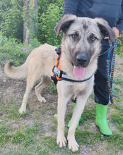 YOMA, Hund, Herdenschutzhund-Mix in Kroatien - Bild 4