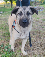 YOMA, Hund, Herdenschutzhund-Mix in Kroatien - Bild 5