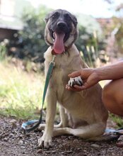 YOMA, Hund, Herdenschutzhund-Mix in Kroatien - Bild 7