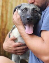 YOMA, Hund, Herdenschutzhund-Mix in Kroatien - Bild 8