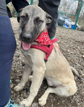 YOMA, Hund, Herdenschutzhund-Mix in Kroatien - Bild 9