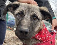 YOMA, Hund, Mischlingshund in Kroatien