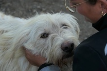 YOGI, Hund, Mischlingshund in Rumänien - Bild 1