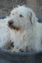 YOGI, Hund, Mischlingshund in Rumänien - Bild 2