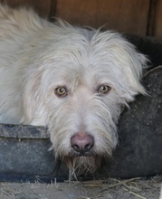 YOGI, Hund, Mischlingshund in Rumänien - Bild 3