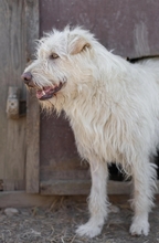 YOGI, Hund, Mischlingshund in Rumänien - Bild 5