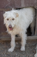 YOGI, Hund, Mischlingshund in Rumänien - Bild 6