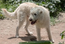 YOGI, Hund, Mischlingshund in Rumänien - Bild 8