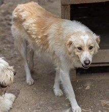 YUCCA, Hund, Mischlingshund in Rumänien - Bild 11