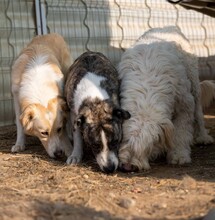 YUCCA, Hund, Mischlingshund in Rumänien - Bild 4