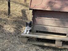 MERLIN, Katze, Hauskatze in Rumänien - Bild 3