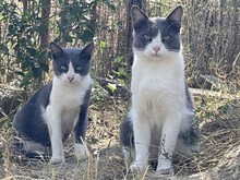 MERLIN, Katze, Hauskatze in Rumänien - Bild 4