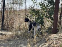 MERLIN, Katze, Hauskatze in Rumänien - Bild 5