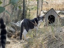 MERLIN, Katze, Hauskatze in Rumänien - Bild 7