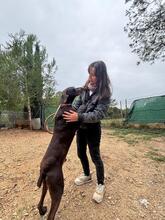 BOLT, Hund, Deutsch Kurzhaar in Spanien - Bild 2