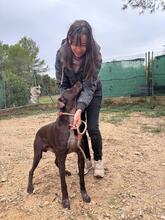 BOLT, Hund, Deutsch Kurzhaar in Spanien - Bild 4