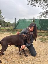 BOLT, Hund, Deutsch Kurzhaar in Spanien - Bild 5