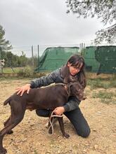 BOLT, Hund, Deutsch Kurzhaar in Spanien - Bild 6