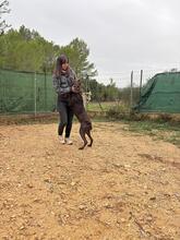 BOLT, Hund, Deutsch Kurzhaar in Spanien - Bild 8