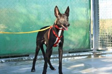 ANUBIS, Hund, Podenco-Mix in Spanien - Bild 11