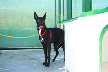 ANUBIS, Hund, Podenco-Mix in Spanien - Bild 12