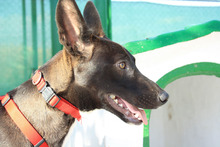 ANUBIS, Hund, Podenco-Mix in Spanien - Bild 13