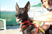 ANUBIS, Hund, Podenco-Mix in Spanien - Bild 3