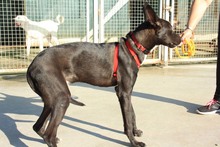 ANUBIS, Hund, Podenco-Mix in Spanien - Bild 4