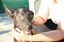 ANUBIS, Hund, Podenco-Mix in Spanien - Bild 7