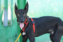 ANUBIS, Hund, Podenco-Mix in Spanien - Bild 8