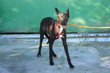 ANUBIS, Hund, Podenco-Mix in Spanien - Bild 9