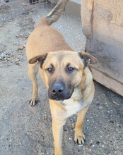 XAVER, Hund, Mischlingshund in Kroatien - Bild 10