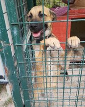 XAVER, Hund, Mischlingshund in Kroatien - Bild 12