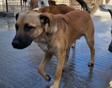 XAVER, Hund, Mischlingshund in Kroatien - Bild 14