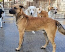 XAVER, Hund, Mischlingshund in Kroatien - Bild 4