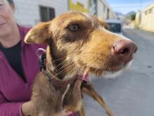 KAPPA, Hund, Mischlingshund in Spanien - Bild 2