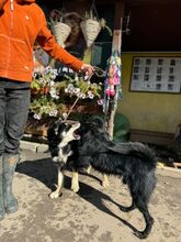 TOMA, Hund, Mischlingshund in Slowakische Republik - Bild 4