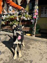 TOMA, Hund, Mischlingshund in Slowakische Republik - Bild 6