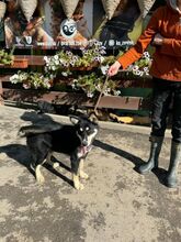 TOMA, Hund, Mischlingshund in Slowakische Republik - Bild 8