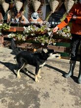 TOMA, Hund, Mischlingshund in Slowakische Republik - Bild 9