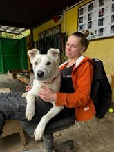 KING, Hund, Mischlingshund in Slowakische Republik - Bild 2