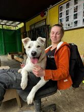 KING, Hund, Mischlingshund in Slowakische Republik - Bild 3