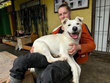 KING, Hund, Mischlingshund in Slowakische Republik - Bild 5