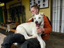 KING, Hund, Mischlingshund in Slowakische Republik - Bild 6